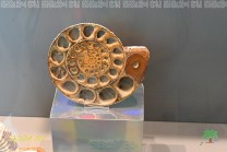 Die inneren Kammern eines Ammonitengehäuses werden im Querschnitt sichtbar. (Bild: Stefan Siedler)